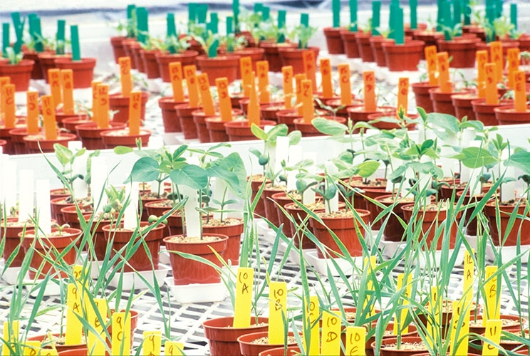 Syngenta-body-2