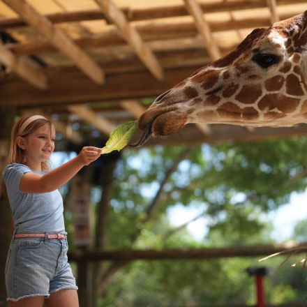 Brevard Zoo